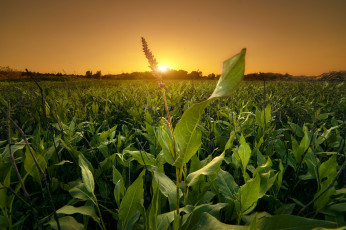 Картинка природа восходы закаты рассвет