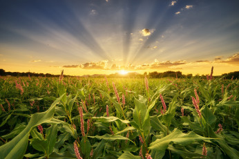 Картинка природа восходы закаты рассвет