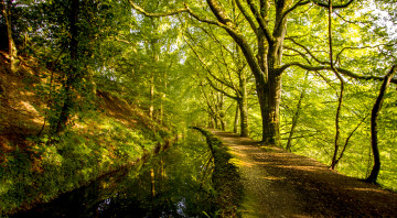 Картинка природа лес река