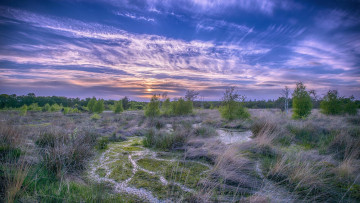 Картинка природа пейзажи болото закат пейзаж деревья