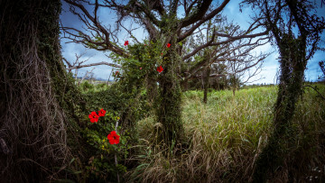 Картинка природа пейзажи чаща