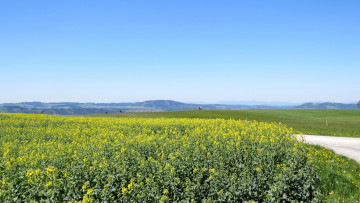 Картинка природа поля поле