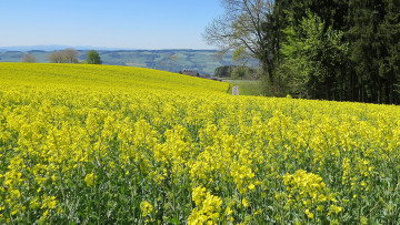 Картинка природа поля поле