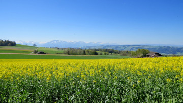 Картинка природа поля поле