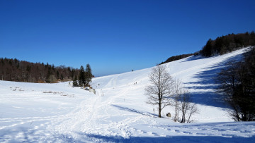 Картинка природа зима снег деревья