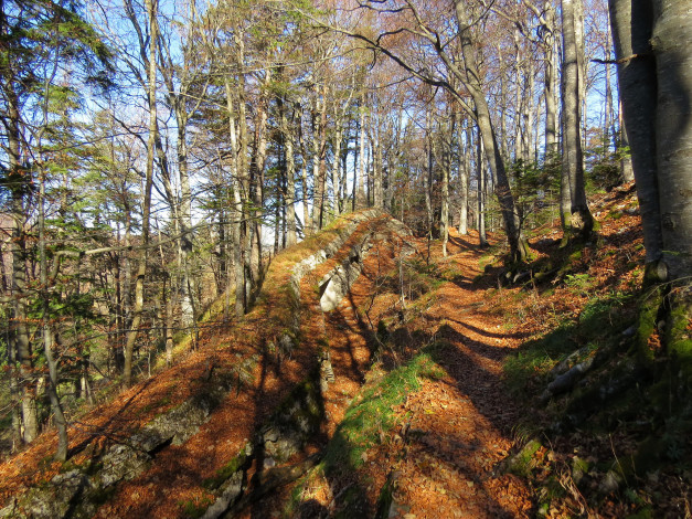 Обои картинки фото природа, лес, осень