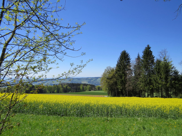 Обои картинки фото природа, поля, поле