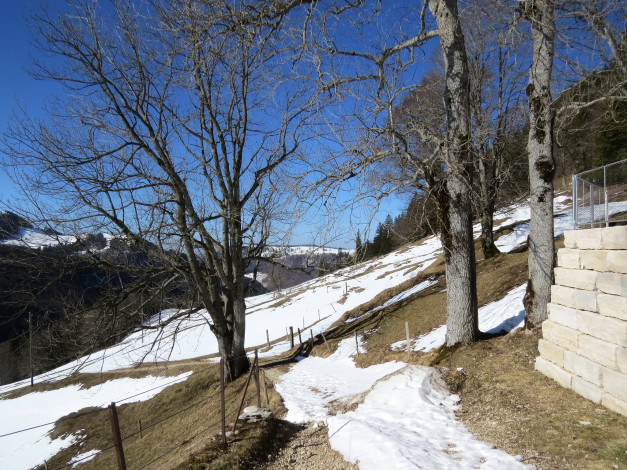 Обои картинки фото природа, зима, снег, деревья