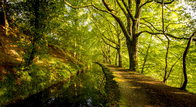 Обои картинки фото природа, лес, река