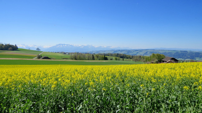 Обои картинки фото природа, поля, поле