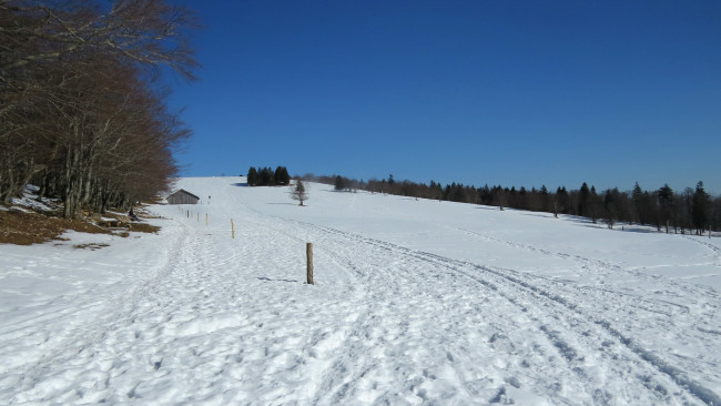 Обои картинки фото природа, зима, снег, деревья