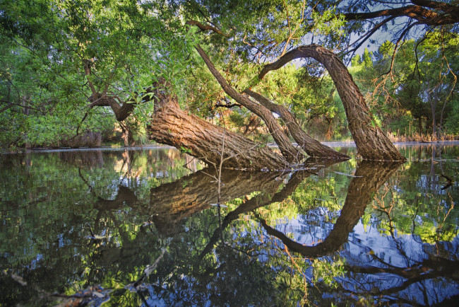 Обои картинки фото природа, реки, озера, лес, река