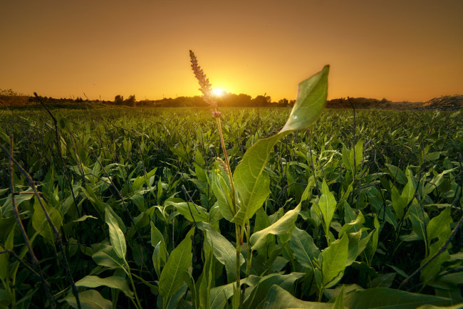 Обои картинки фото природа, восходы, закаты, рассвет