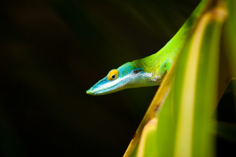 Картинка животные ящерицы +игуаны +вараны листья ящерица