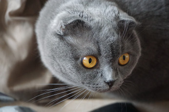 Картинка животные коты кот