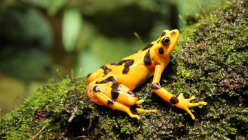 Картинка животные лягушки лягушка желтая