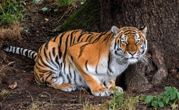 Картинка животные тигры тигр