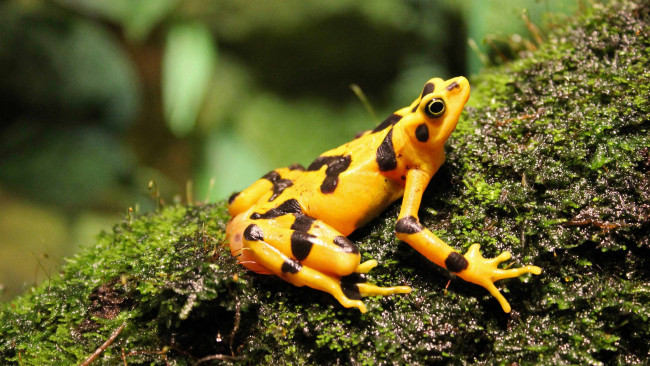 Обои картинки фото животные, лягушки, лягушка, желтая