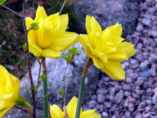 Картинка цветы нарциссы желтый