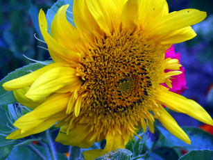 Картинка цветы подсолнухи макро