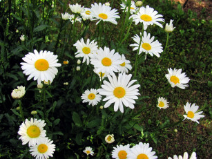 Картинка цветы ромашки белый