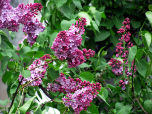 Картинка цветы сирень куст