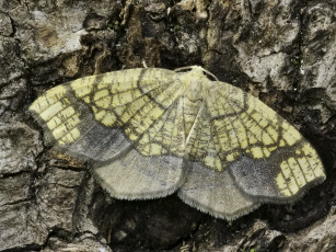 Картинка животные бабочки +мотыльки +моли martin dollenkamp