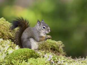 Картинка животные белки martin dollenkamp