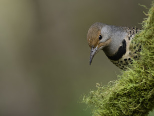 Картинка животные птицы martin dollenkamp