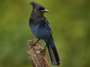 Картинка животные птицы martin dollenkamp