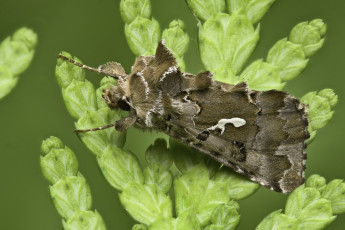 Картинка животные бабочки +мотыльки +моли martin dollenkamp