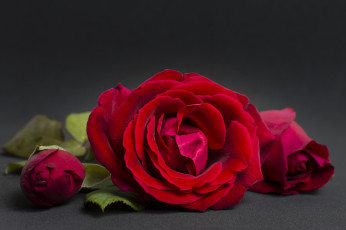 Картинка цветы розы бордо