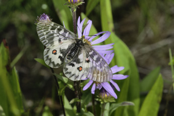Картинка животные бабочки +мотыльки +моли martin dollenkamp