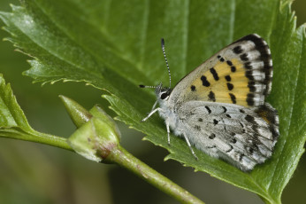 Картинка животные бабочки +мотыльки +моли martin dollenkamp