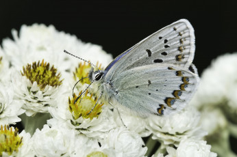 Картинка животные бабочки +мотыльки +моли martin dollenkamp