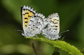 Картинка животные бабочки +мотыльки +моли martin dollenkamp