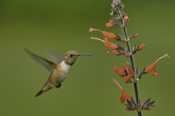 Картинка животные колибри martin dollenkamp
