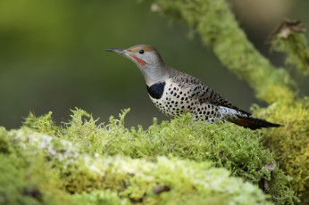 Картинка животные птицы martin dollenkamp