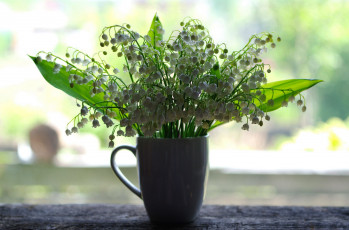 Картинка цветы ландыши белый