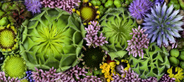 Картинка цветы разные+вместе martin dollenkamp текстура бутоны