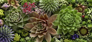 Картинка цветы разные+вместе martin dollenkamp текстура бутоны