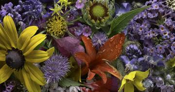 Картинка цветы разные+вместе бутоны текстура martin dollenkamp