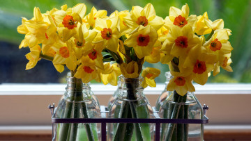 Картинка цветы нарциссы желтый