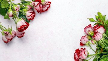 Картинка цветы розы бутоны