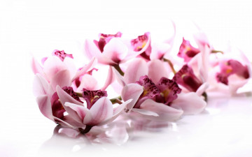 Картинка цветы орхидеи экзотика