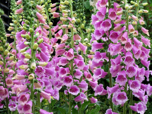 Обои картинки фото цветы, дигиталис , наперстянка