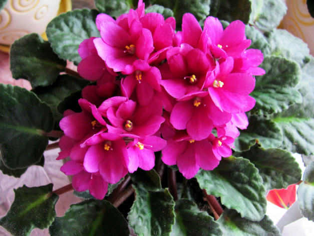 Обои картинки фото цветы, фиалки, розовый