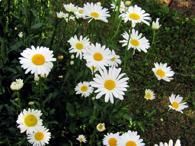 Обои картинки фото цветы, ромашки, белый