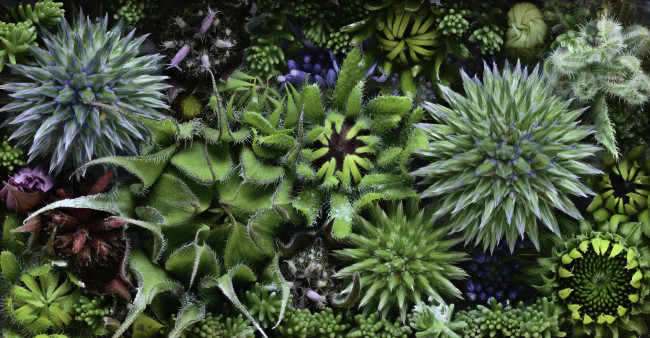 Обои картинки фото цветы, разные вместе, martin, dollenkamp, текстура, бутоны