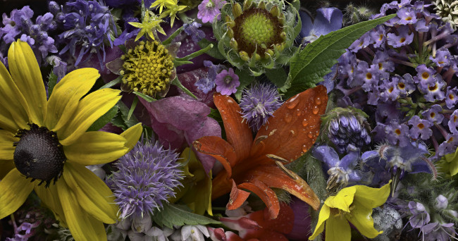 Обои картинки фото цветы, разные вместе, бутоны, текстура, martin, dollenkamp